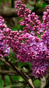 Preview wallpaper lilac, blossoms, branch, close-up, spring