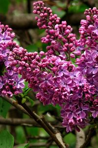 Preview wallpaper lilac, blossoms, branch, close-up, spring