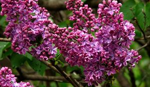 Preview wallpaper lilac, blossoms, branch, close-up, spring