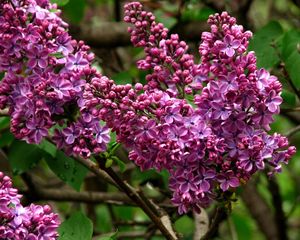 Preview wallpaper lilac, blossoms, branch, close-up, spring