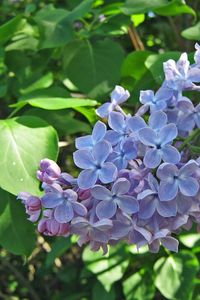 Preview wallpaper lilac, blossoms, branch, spring, greens, close-up