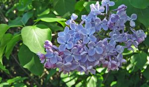 Preview wallpaper lilac, blossoms, branch, spring, greens, close-up