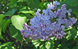 Preview wallpaper lilac, blossoms, branch, spring, greens, close-up