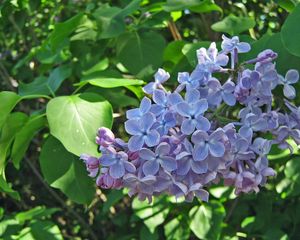 Preview wallpaper lilac, blossoms, branch, spring, greens, close-up