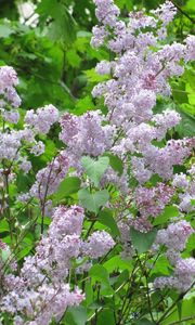 Preview wallpaper lilac, blossoms, twigs, herbs, spring