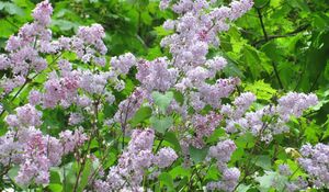 Preview wallpaper lilac, blossoms, twigs, herbs, spring