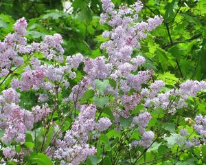 Preview wallpaper lilac, blossoms, twigs, herbs, spring