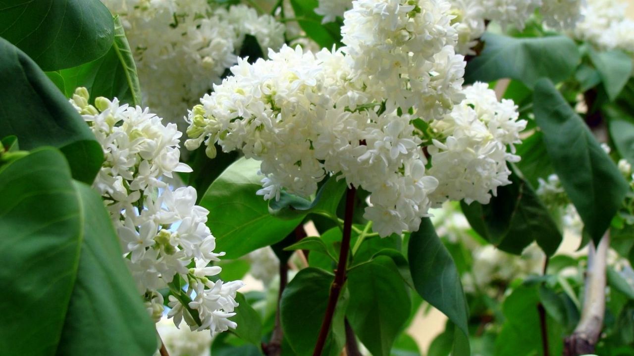 Wallpaper lilac, blossoms, twigs, spring, greens