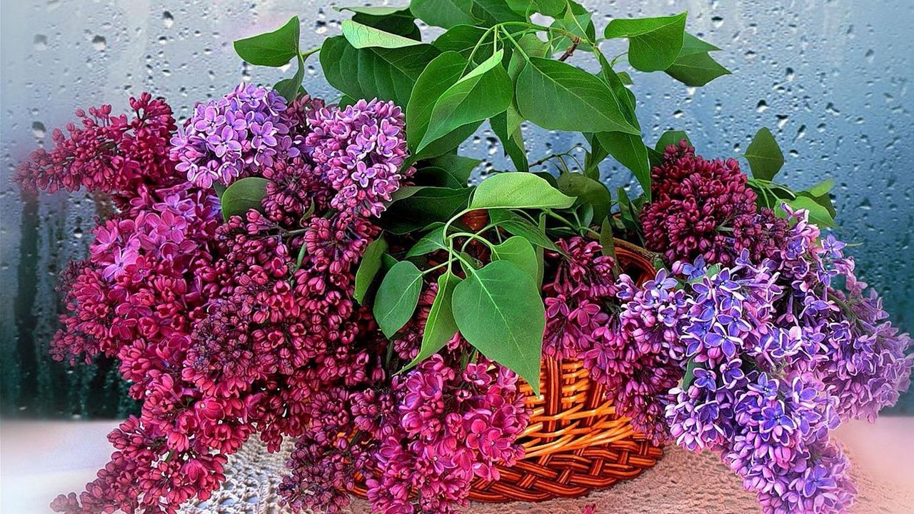 Wallpaper lilac, blossoms, twigs, herbs, flower, basket, drops, glass
