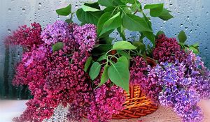 Preview wallpaper lilac, blossoms, twigs, herbs, flower, basket, drops, glass