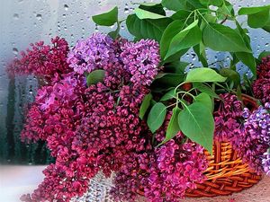 Preview wallpaper lilac, blossoms, twigs, herbs, flower, basket, drops, glass