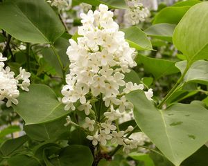 Preview wallpaper lilac, blossoms, white, leaves, twigs, spring