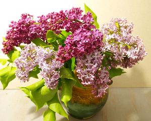 Preview wallpaper lilac, bouquet, vase, bloom, spring