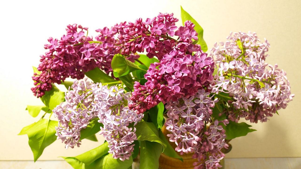 Wallpaper lilac, bouquet, vase, bloom, spring hd, picture, image