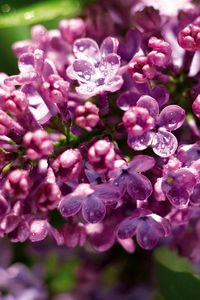 Preview wallpaper lilac, branch, drops, leaf, close-up