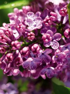 Preview wallpaper lilac, branch, drops, leaf, close-up