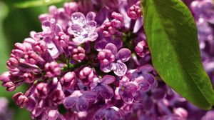 Preview wallpaper lilac, branch, drops, leaf, close-up