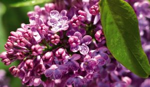 Preview wallpaper lilac, branch, drops, leaf, close-up