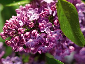 Preview wallpaper lilac, branch, drops, leaf, close-up