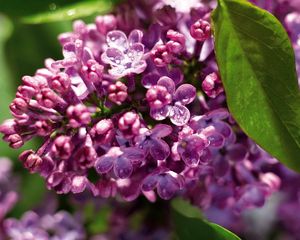 Preview wallpaper lilac, branch, drops, leaf, close-up