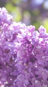 Preview wallpaper lilac, branch, flowers