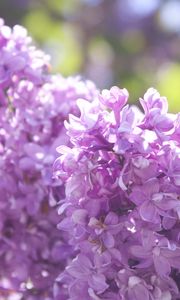 Preview wallpaper lilac, branch, flowers