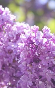 Preview wallpaper lilac, branch, flowers