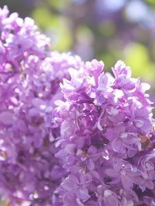 Preview wallpaper lilac, branch, flowers