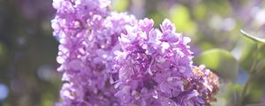 Preview wallpaper lilac, branch, flowers