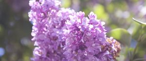 Preview wallpaper lilac, branch, flowers