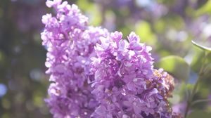 Preview wallpaper lilac, branch, flowers
