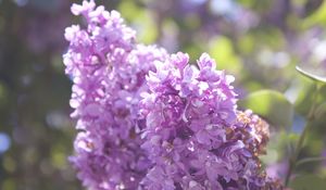 Preview wallpaper lilac, branch, flowers