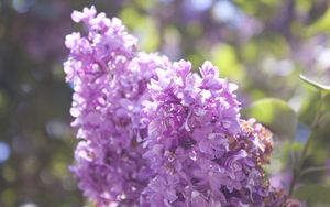 Preview wallpaper lilac, branch, flowers