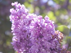 Preview wallpaper lilac, branch, flowers