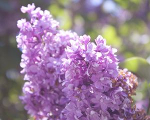 Preview wallpaper lilac, branch, flowers