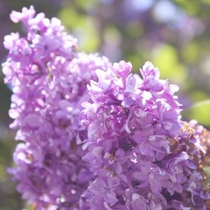 Preview wallpaper lilac, branch, flowers