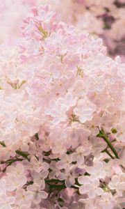 Preview wallpaper lilac, branch, spring, close-up