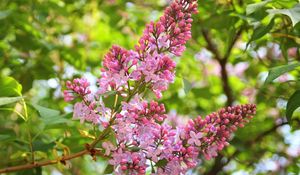 Preview wallpaper lilac, branch, spring, sharp, fresh herbs