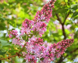 Preview wallpaper lilac, branch, spring, sharp, fresh herbs