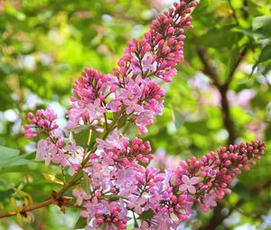 Preview wallpaper lilac, branch, spring, sharp, fresh herbs