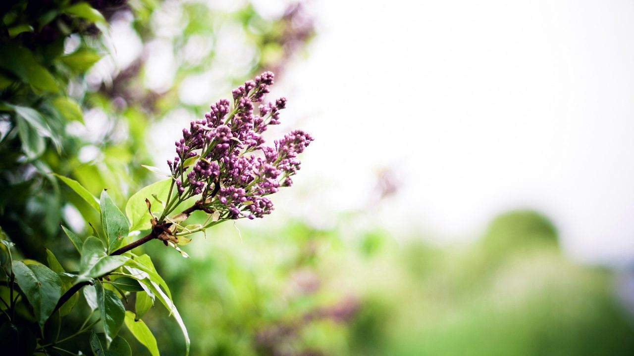 Wallpaper lilac, branch, spring, flowers