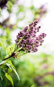 Preview wallpaper lilac, branch, spring, flowers