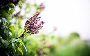 Preview wallpaper lilac, branch, spring, flowers