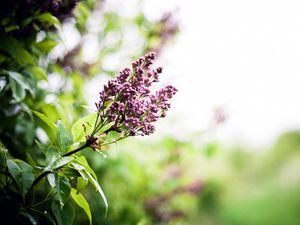 Preview wallpaper lilac, branch, spring, flowers