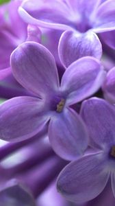 Preview wallpaper lilac, bud, flowers, leaves