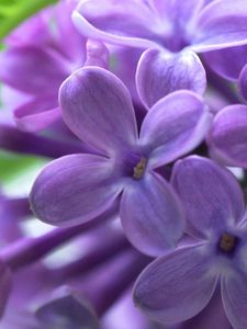 Preview wallpaper lilac, bud, flowers, leaves