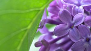 Preview wallpaper lilac, bud, flowers, leaves