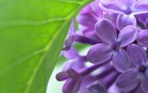 Preview wallpaper lilac, bud, flowers, leaves