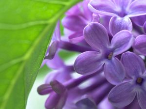 Preview wallpaper lilac, bud, flowers, leaves