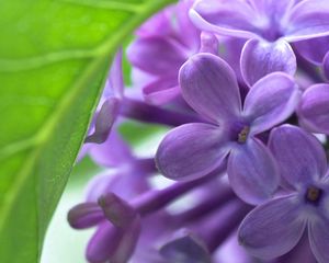 Preview wallpaper lilac, bud, flowers, leaves